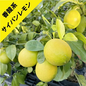 【香酸柑橘系ミカン属】サイパンレモン（グリーンレモン）（接木苗）5号ポット