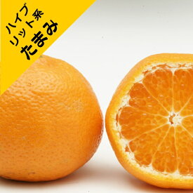 【ハイブリット系柑橘ミカン属】たまみ（接木苗）4号LLポット