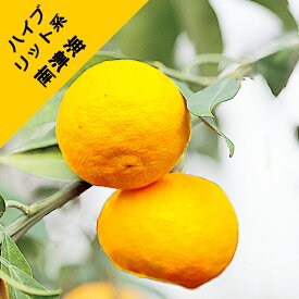【ハイブリット系柑橘ミカン属】南津海（接木苗）4号LLポット