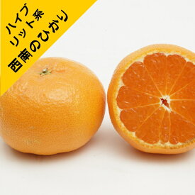 【ハイブリット系柑橘ミカン属】西南のひかり（接木苗）4号LLポット