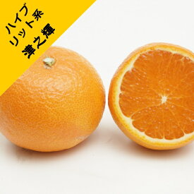 【ハイブリット系柑橘ミカン属】津之輝（つのかがやき）（接木苗）4号LLポット