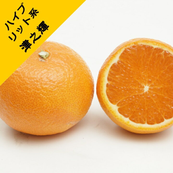 楽天市場】【ハイブリッド系柑橘ミカン属】津之輝（ツノカガヤキ）接木 