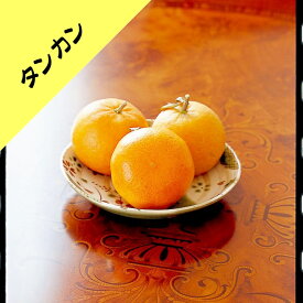 【その他柑橘系ミカン属】タンカン（接木苗）4号LLポット