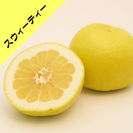 【その他柑橘系ミカン属】スウィーティー （接木苗）4号LLポット