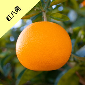 y̑kn~Jzg iږؕcj4LL|bg