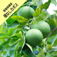 【香酸柑橘系ミカン属】種無しカボス（タネナシカボス）接木苗4号LLポット