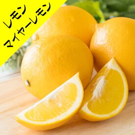 【香酸柑橘系ミカン属】マイヤーレモン（接ぎ木）4号LLポット