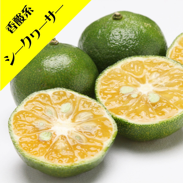 楽天市場】【香酸柑橘系ミカン属】シークワーサー（接木苗）4号LL