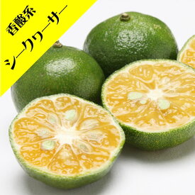 【香酸柑橘系ミカン属】シークワーサー（接木苗）4号LLポット