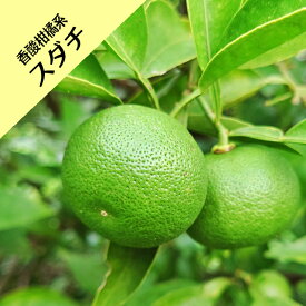 【香酸柑橘系ミカン属】スダチ（接木苗）4号LLポット