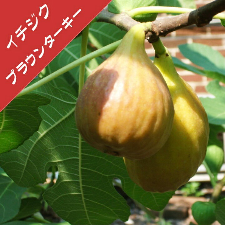 楽天市場 イチジク属 ブラウン ターキー 挿し木苗 4号llポット 産直花だん屋