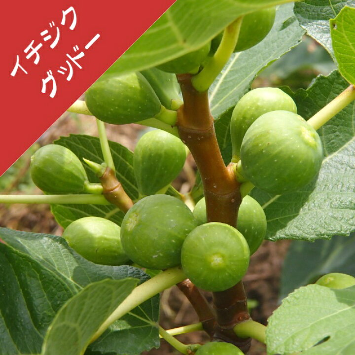 楽天市場 イチジク属 グッドー 挿し木苗 4号llポット 産直花だん屋 楽天市場 イチジク属 グッドー 挿し木苗 4号llポット 産直花だん屋