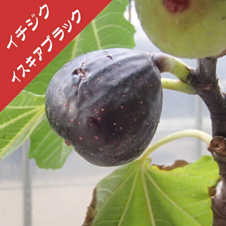 楽天市場 今季販売終了 イチジク属 イスキア ブラック 挿し木苗 ４号llポット 産直花だん屋