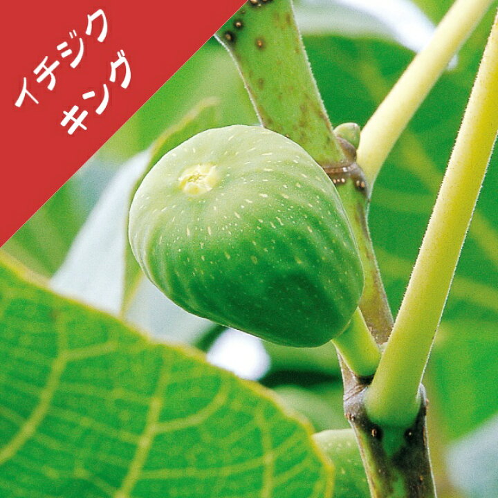 楽天市場 イチジク属 キング 挿し木苗 4号llポット 産直花だん屋 楽天市場 イチジク属 キング 挿し木苗 4号llポット 産直花だん屋