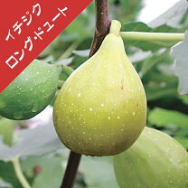 楽天市場】イチジク バナーネ 3年の通販