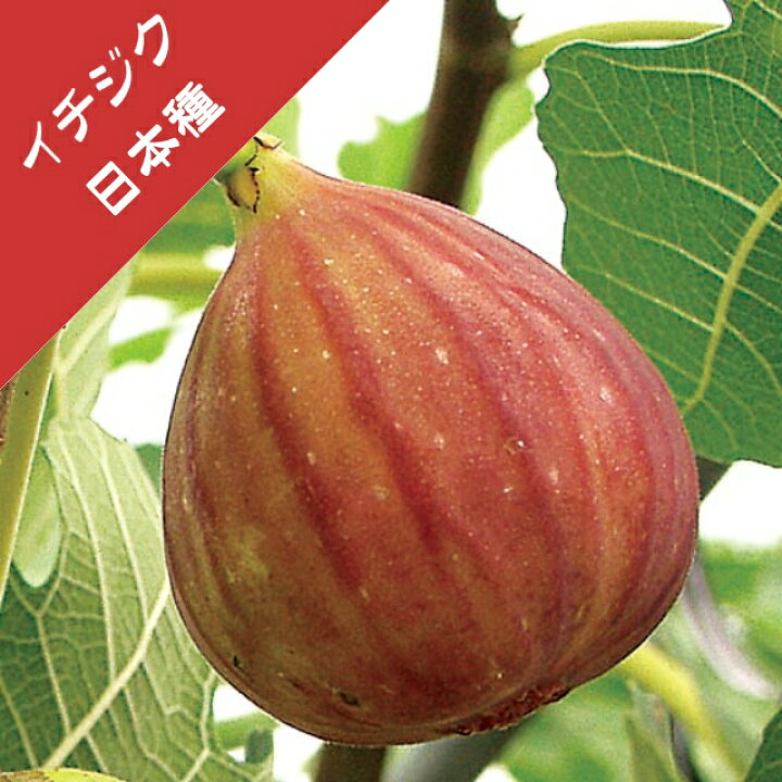 楽天市場 イチジク属 日本種 早生 挿し木苗 4号llポット 産直花だん屋