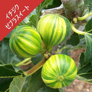 yC`WNz[uXC[gi}ؕcj5|bg