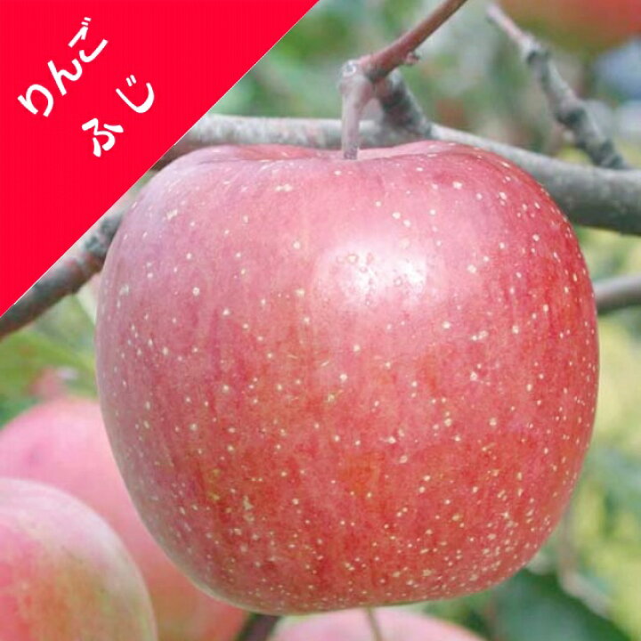 楽天市場 リンゴ属 りんごふじ 接木苗 4号llポット 産直花だん屋