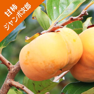 yJLmLziÊ`jW{Yiږؕcj4LL|bg