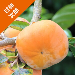 yJLmLziÊ`jYiږؕcj4LL|bg