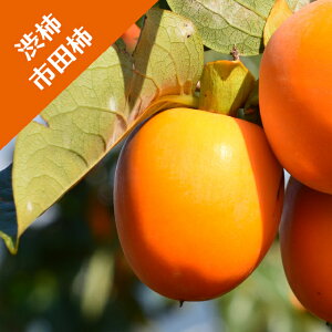 yJLmLzia`jsc`iږؕcj4LL|bg