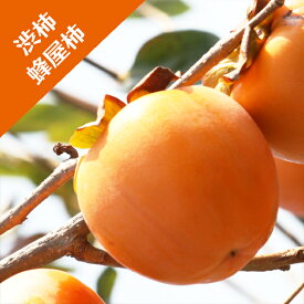 【カキノキ属】（渋柿）蜂屋柿（接木苗）4号LLポット