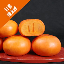 送料無料【カキノキ属】（甘柿）輝太郎（接木苗）4号LLポット　※登録品種