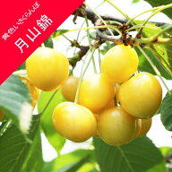送料無料【サクラ属】黄色いさくらんぼ接木苗　月山錦（ガッサンニシキ）4号LLポット