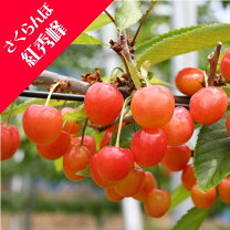 楽天市場】さくらんぼ 苗木 紅秀峰の通販