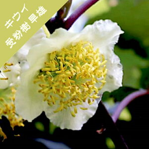 yAN`jfBAzLEC@IX؁iYjY(ږ؁j4LL|bg