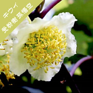 【アクチニディア属】キウイ オス木(雄)孫悟空(接木)4号LLポット