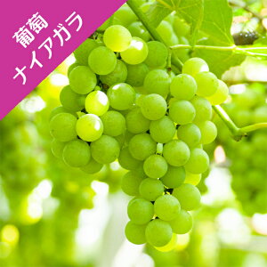 yuhEziCAKi}ؕcj4LL|bg