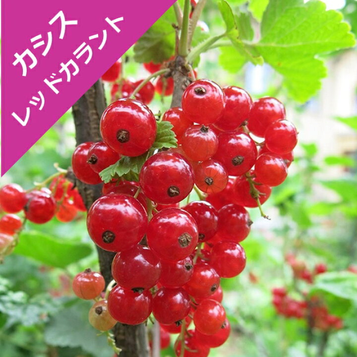 楽天市場 スグリ属 カシスレッドカラント5号ポット 産直花だん屋