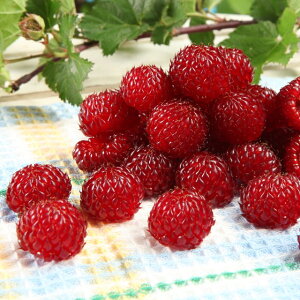 yLC`SzEgYx[@剤4.5|bg