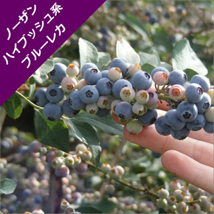 楽天市場 スノキ属 ブルーベリーノーザンハイブッシュ系ブルーレカ 挿木苗 4号ポット 産直花だん屋