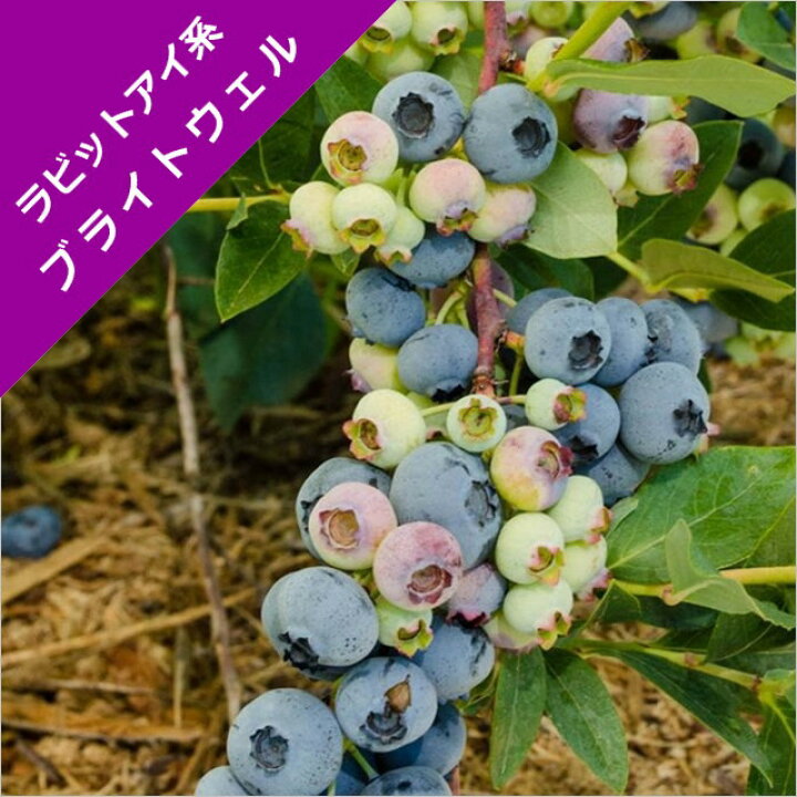 楽天市場 スノキ属 ブルーベリーラビットアイ系ブライトウェル 挿木苗 4 5号ポット 産直花だん屋 楽天市場 スノキ属 ブルーベリーラビットアイ系ブライトウェル 挿木苗 4 5号ポット 産直花だん屋