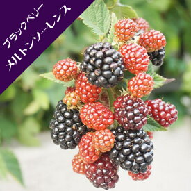 【キイチゴ属】とげ無しブラックベリーメルトンソーレンス3.5号ポット