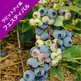 楽天市場 ブルーベリー 大粒 甘い 品種の通販