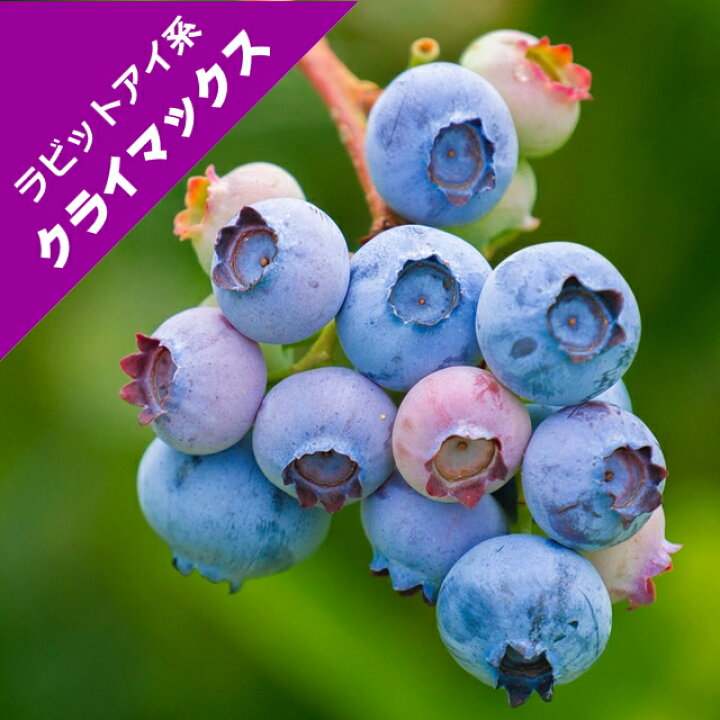 予約販売 ブルーベリー 10 5cmポット 10月中旬以降発送 クライマックス ラビットアイ系 庭木 果実 果樹苗 苗 苗木 定期入れの ラビットアイ系