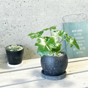 �ϗt�A���y�t�B���f���h�������z�t�B���f���h�����E�Z���[��S4���Z�����g���iGG32T-GR�j�i�M�tRS120BK�j