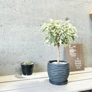 観葉植物【フィカス属】フィカス ベンジャミナ スターライト(wc0097-BK-L)(皿付)