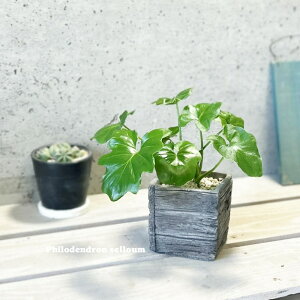 ϗtAytBfhztBfhEZ[S3.5ZgiGG16702-BRj