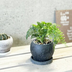 �ϗt�A���y�L�N�V�m�u���z�g�L���V�m�u4���Z�����g���iGG32T-GR�j�i�M�tRS120BK�j