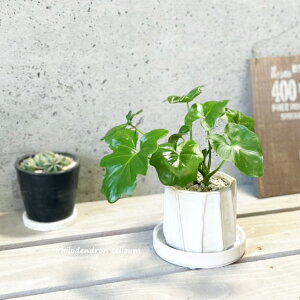 ϗtAytBfhztBfhEZ[S3.5픫iYJ230222-Wj(MtCX137)