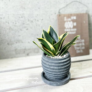 ϗtAyTZBGAzTXxAEgt@XLA^iOtjnj[ 4ZgiWC855-BKjiMtRS120-BKj