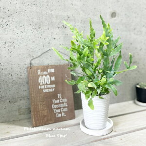 ϗtAyt{fBEzAEEu[X^[3.5픫iKAJ3-B-115jiMtj