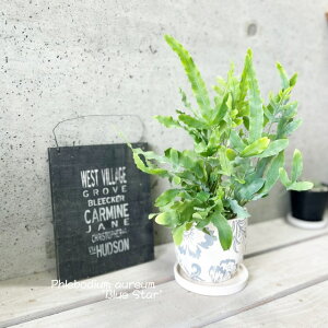 ϗtAyt{fBEzAEEu[X^[4Z~bNiCP2408SBLjiMtj