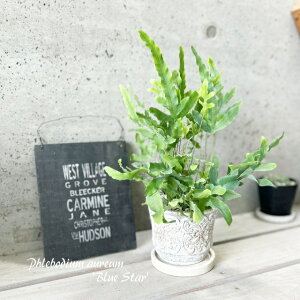 ϗtAyt{fBEzAEEu[X^[4ZgiER41GYBBjiMtRS120j