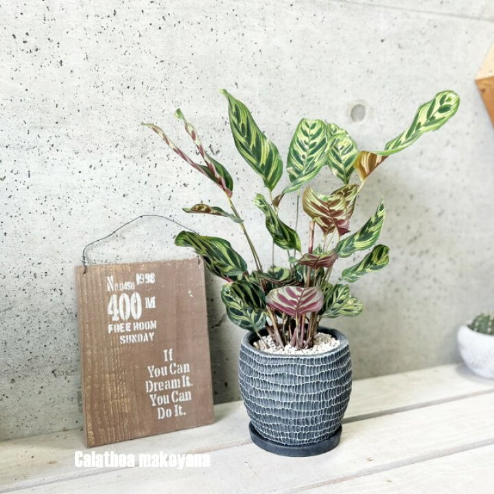 楽天市場】観葉植物【カラテア属】カラテア マコヤナ5号鉢（wc0097-BK 