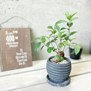 ϗtAyC`WNzKW}4ZgiWC855-BKjiMtRS120BKj